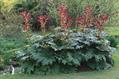 Rheum palmatum